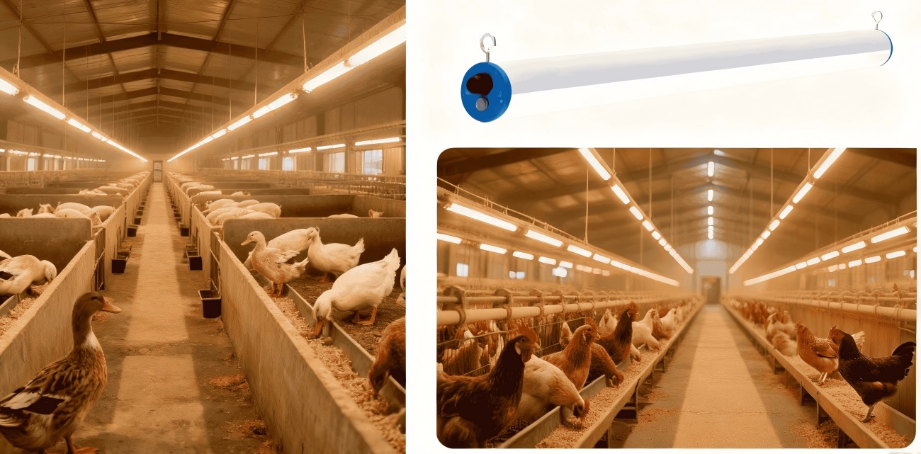 led lighting for poultry(2)